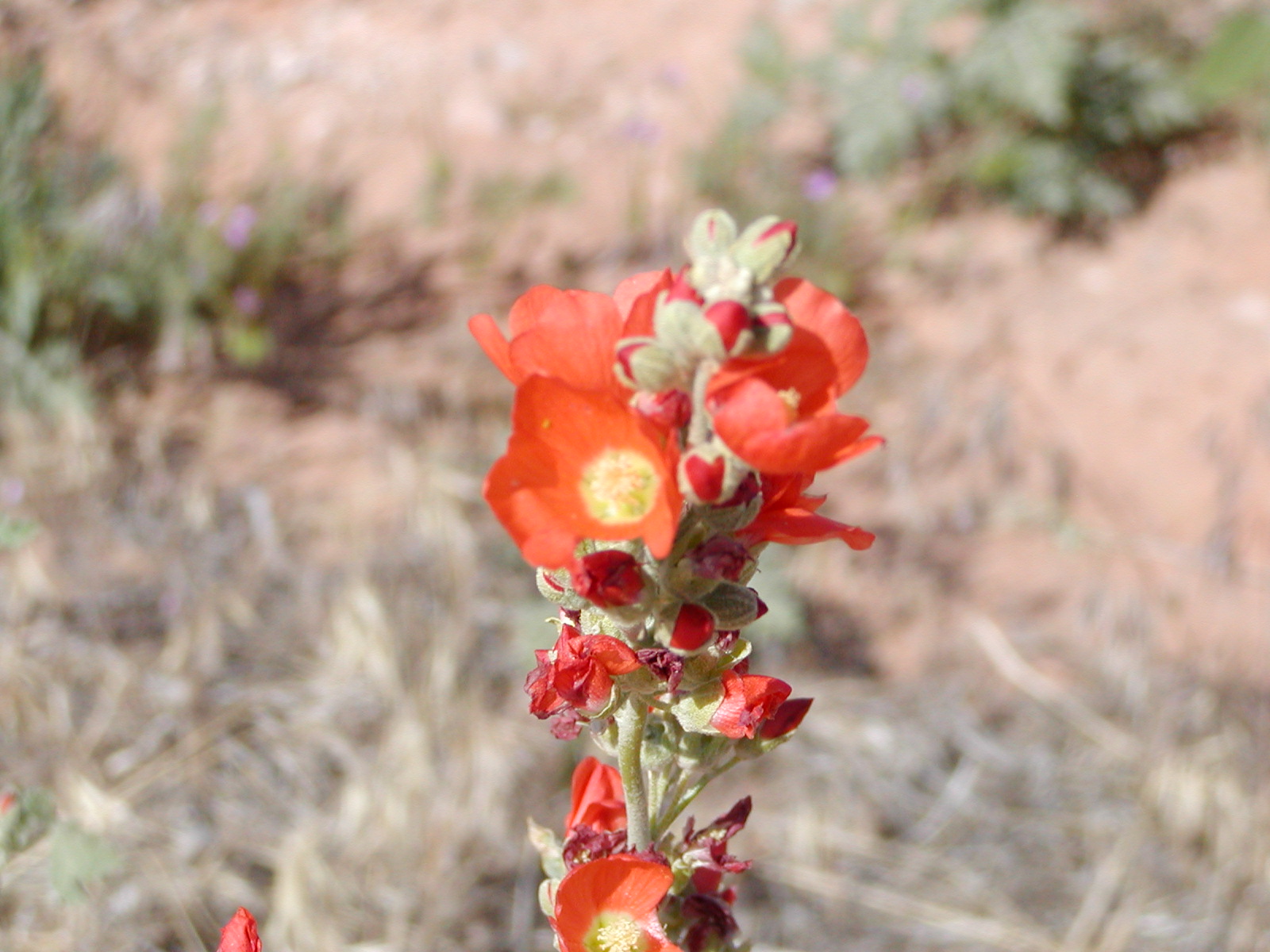 Fins and Things Trail