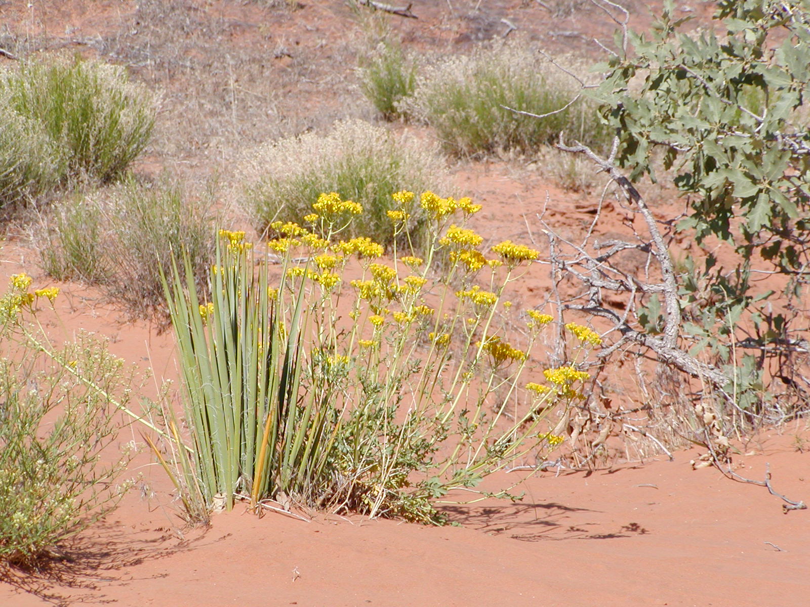 Fins and Things Trail