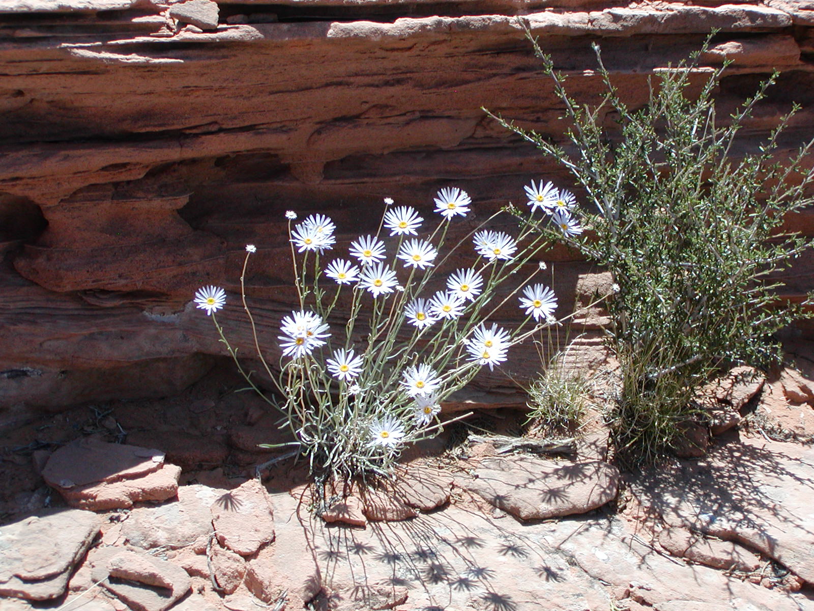 Fins and Things Trail