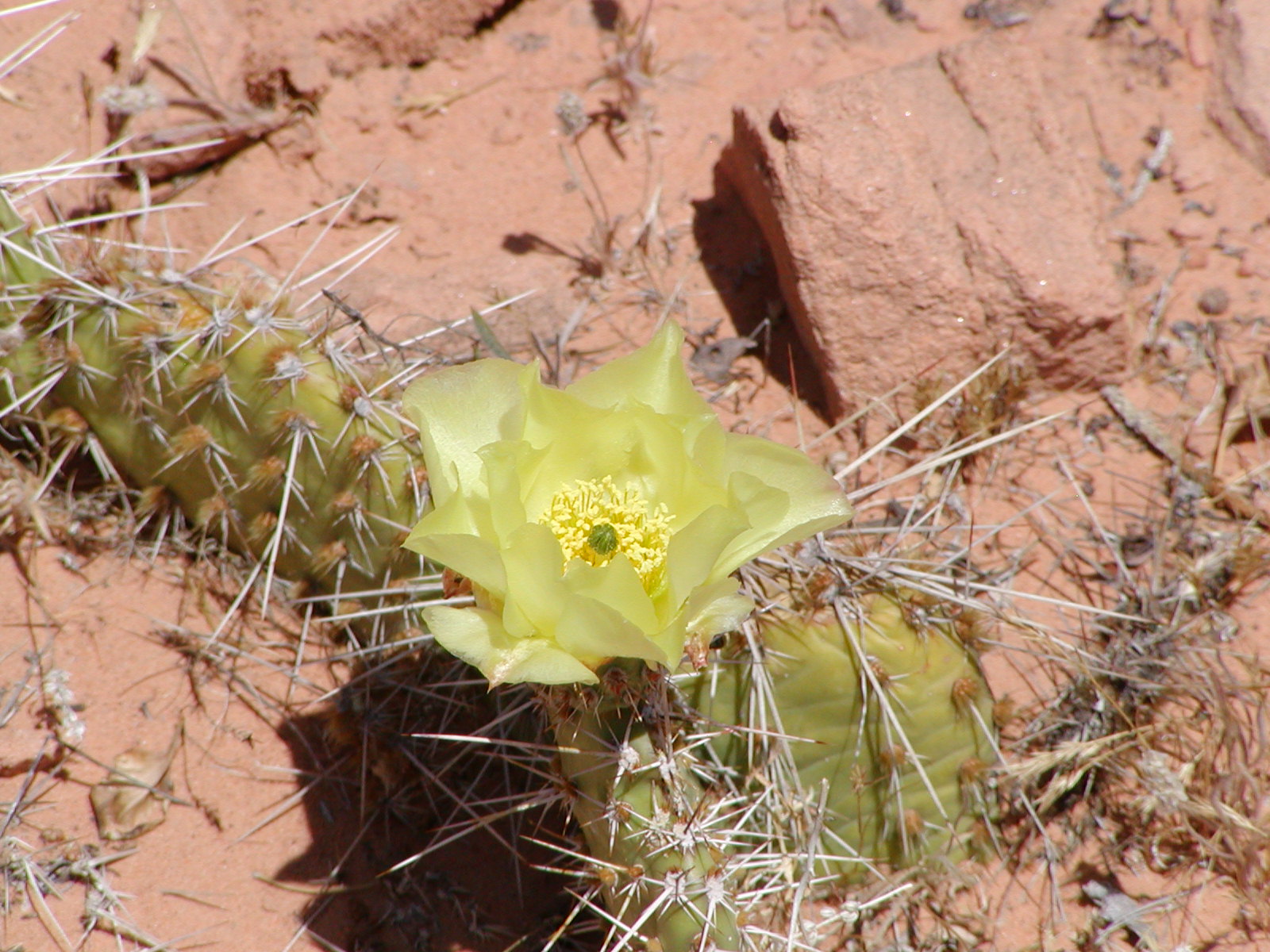 Fins and Things Trail