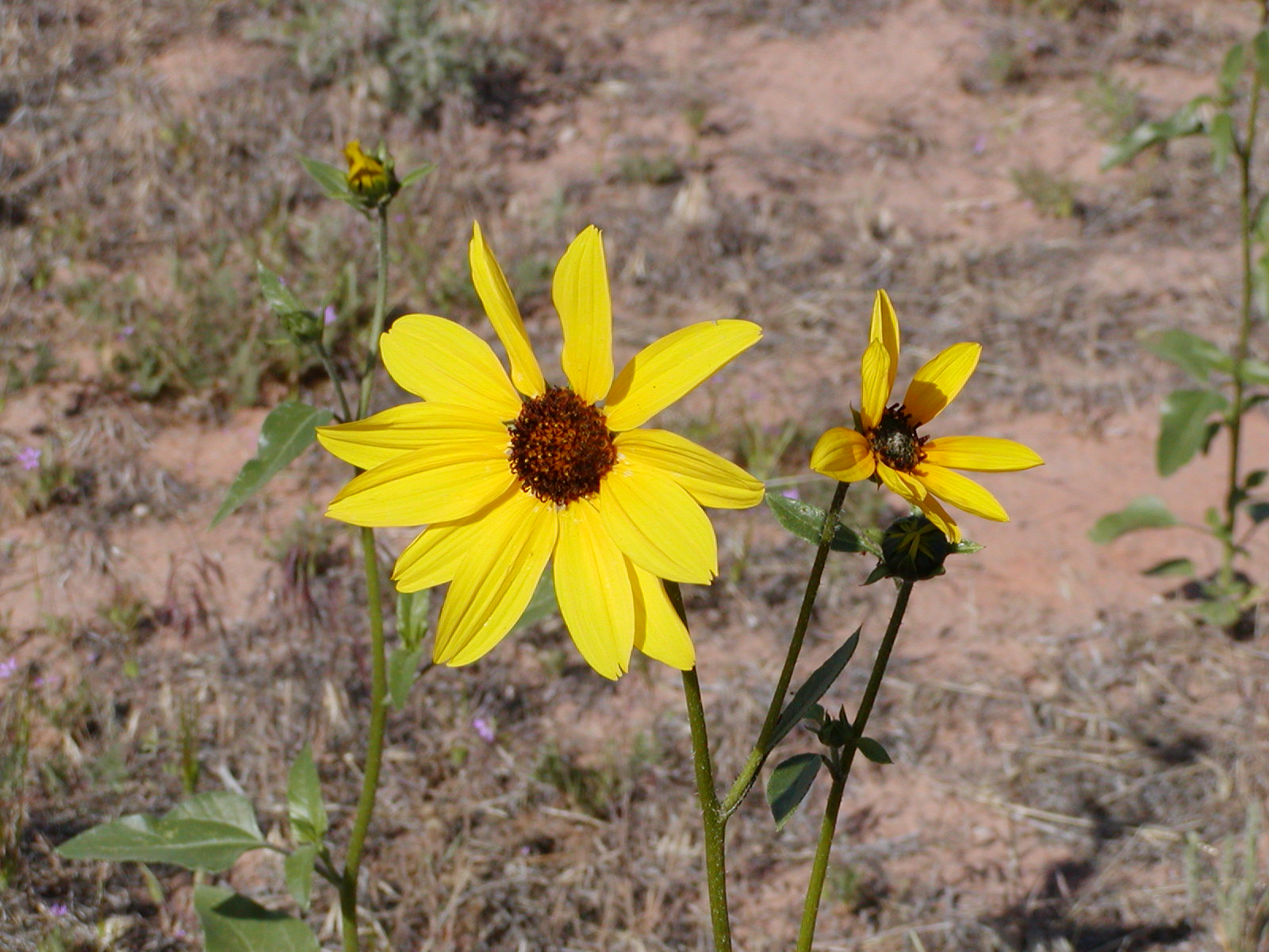 Fins and Things Trail