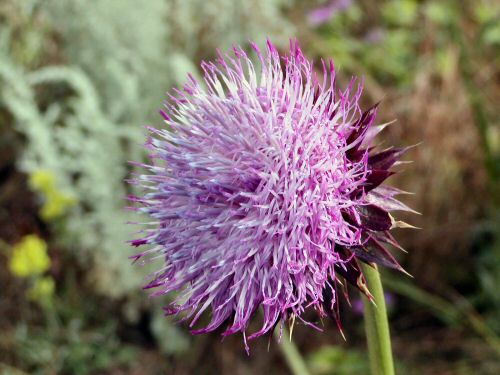 Johnny Park and Pearson Park Trails