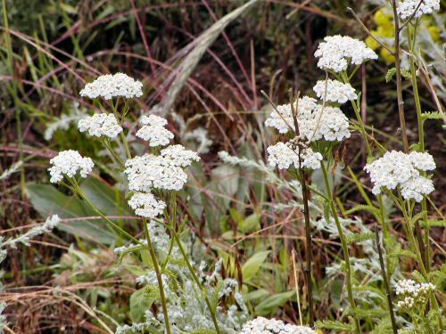Johnny Park and Pearson Park Trails