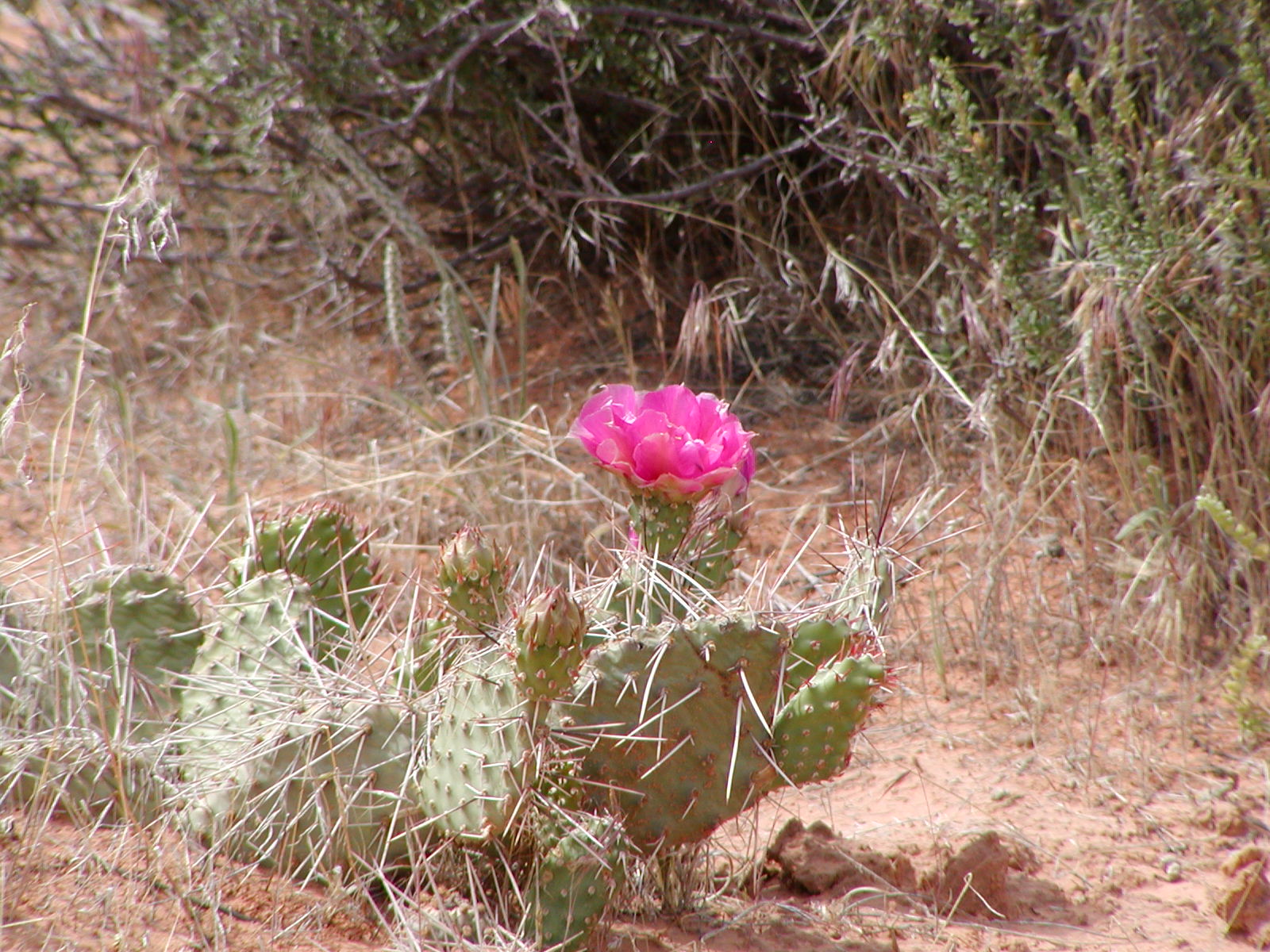 Top of the World Trail