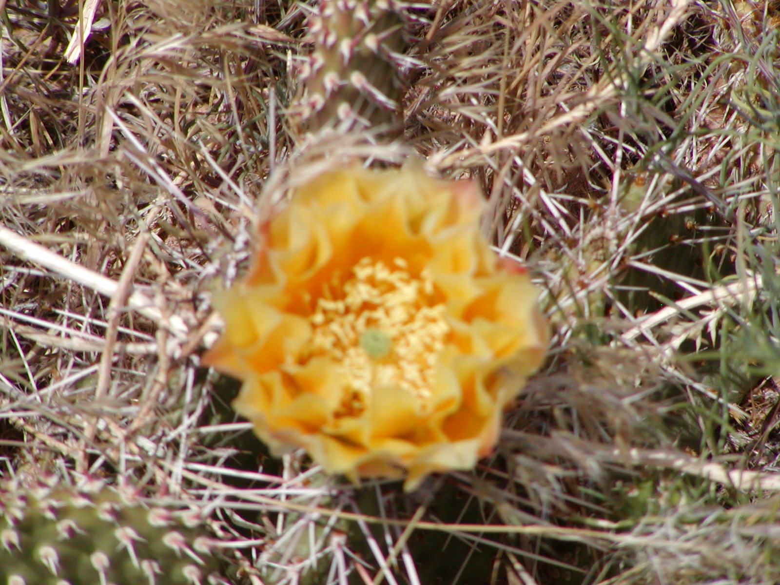 Top of the World Trail