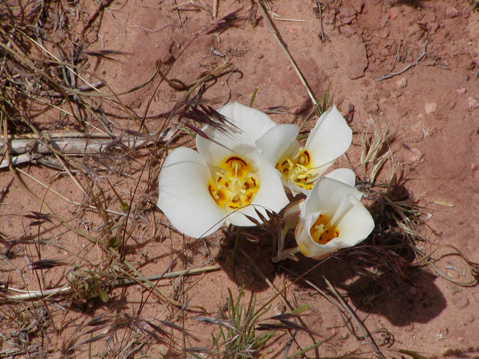 Top of the World Trail