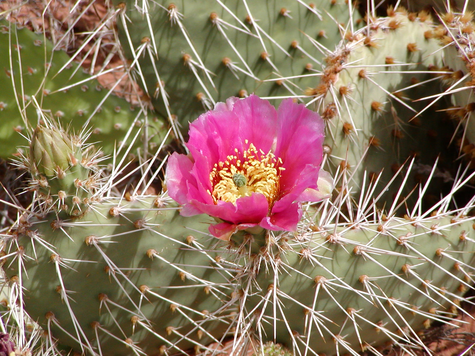Top of the World Trail