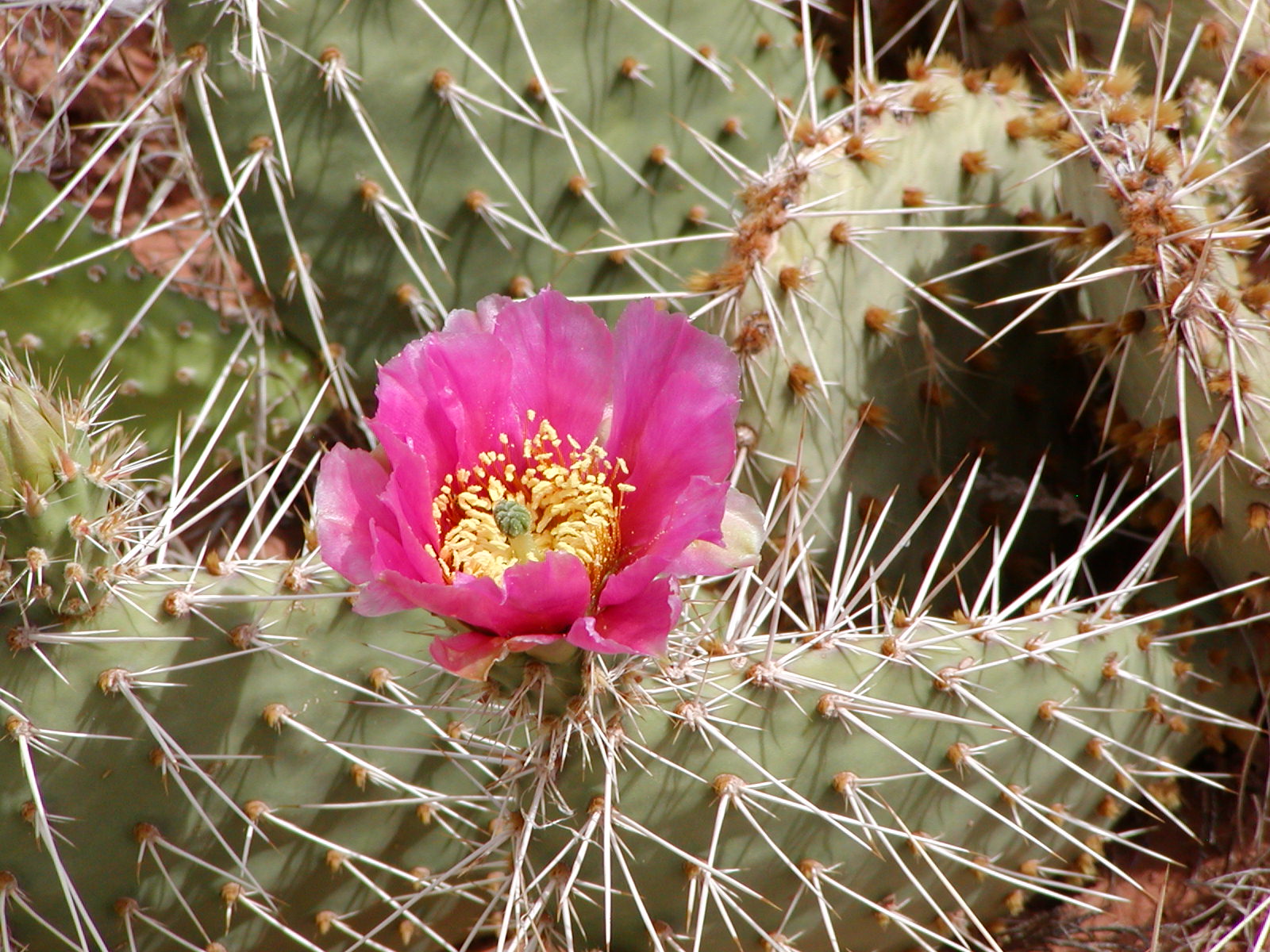 Top of the World Trail